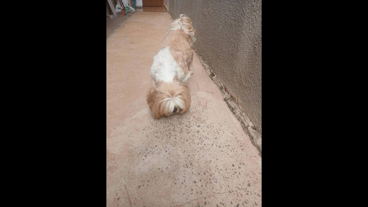 Cachorro é encontrado no bairro Florais do Paraná Cachorro é encontrado no bairro Florais do Paraná
