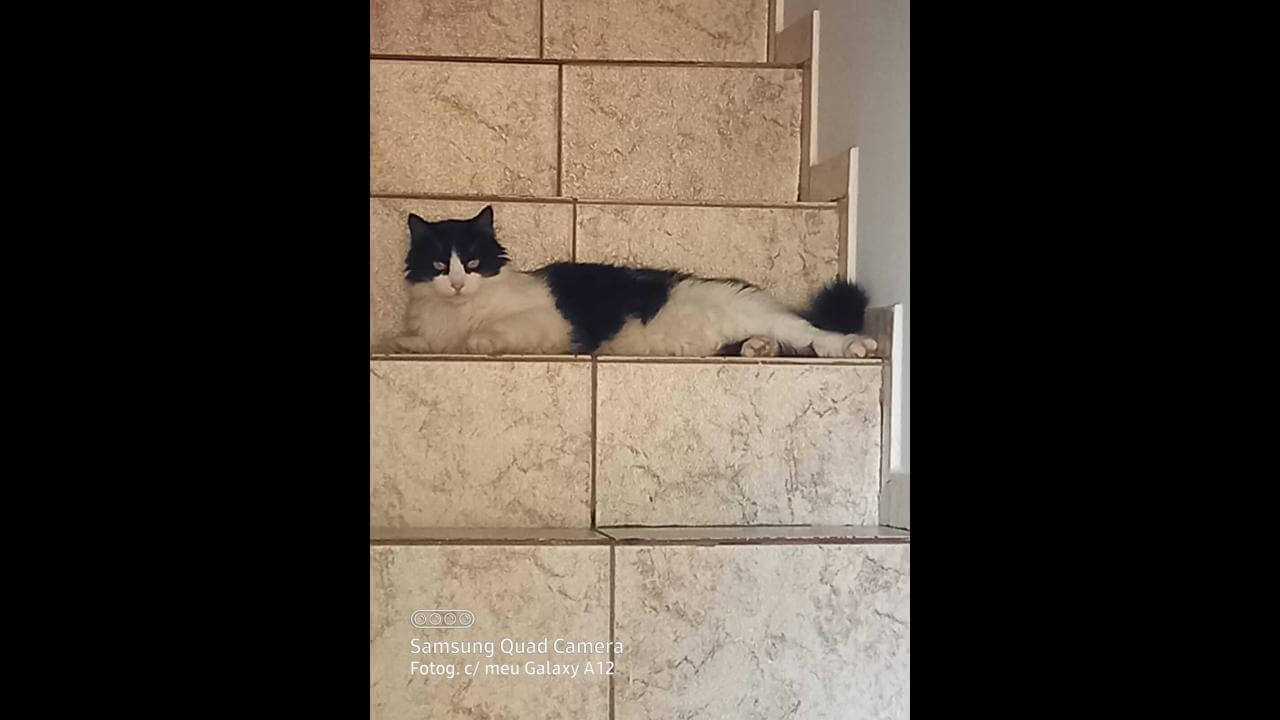 Gato Slash desapareceu no bairro Coqueiral Gato Slash desapareceu no bairro Coqueiral