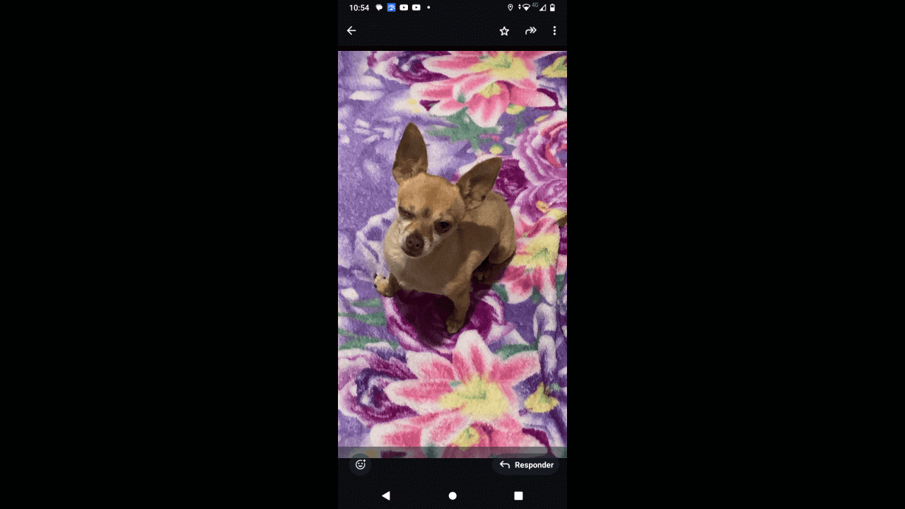 Cachorro desapareceu no bairro Claudete Cachorro desapareceu no bairro Claudete