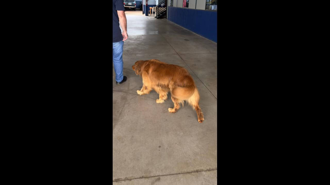 Cachorro é encontrado no bairro Santo Inácio Cachorro é encontrado no bairro Santo Inácio