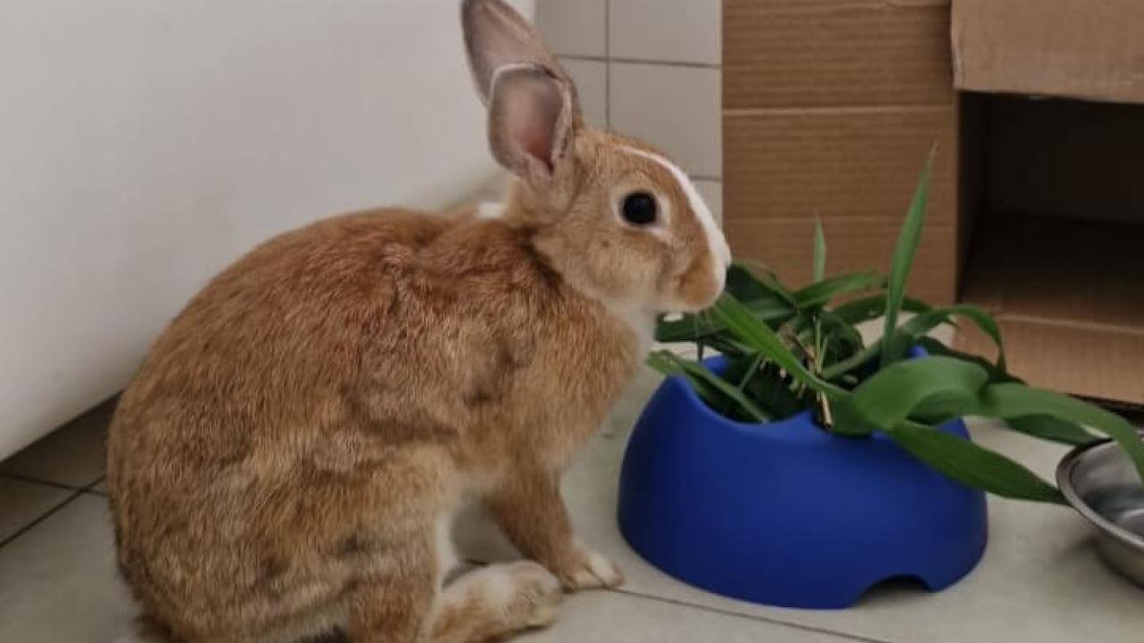 Coelho é encontrado no bairro Vila Tolentino Coelho é encontrado no bairro Vila Tolentino