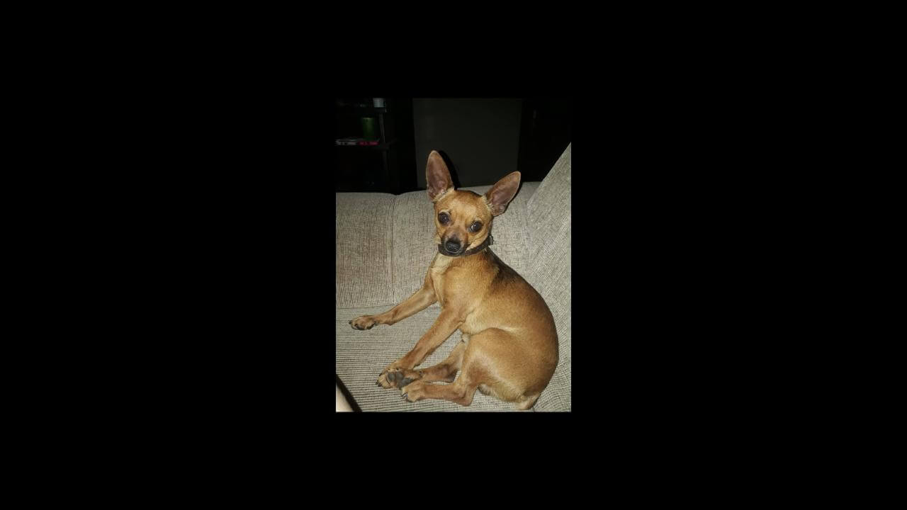 Cachorro Duque desapareceu no bairro Parque São Paulo