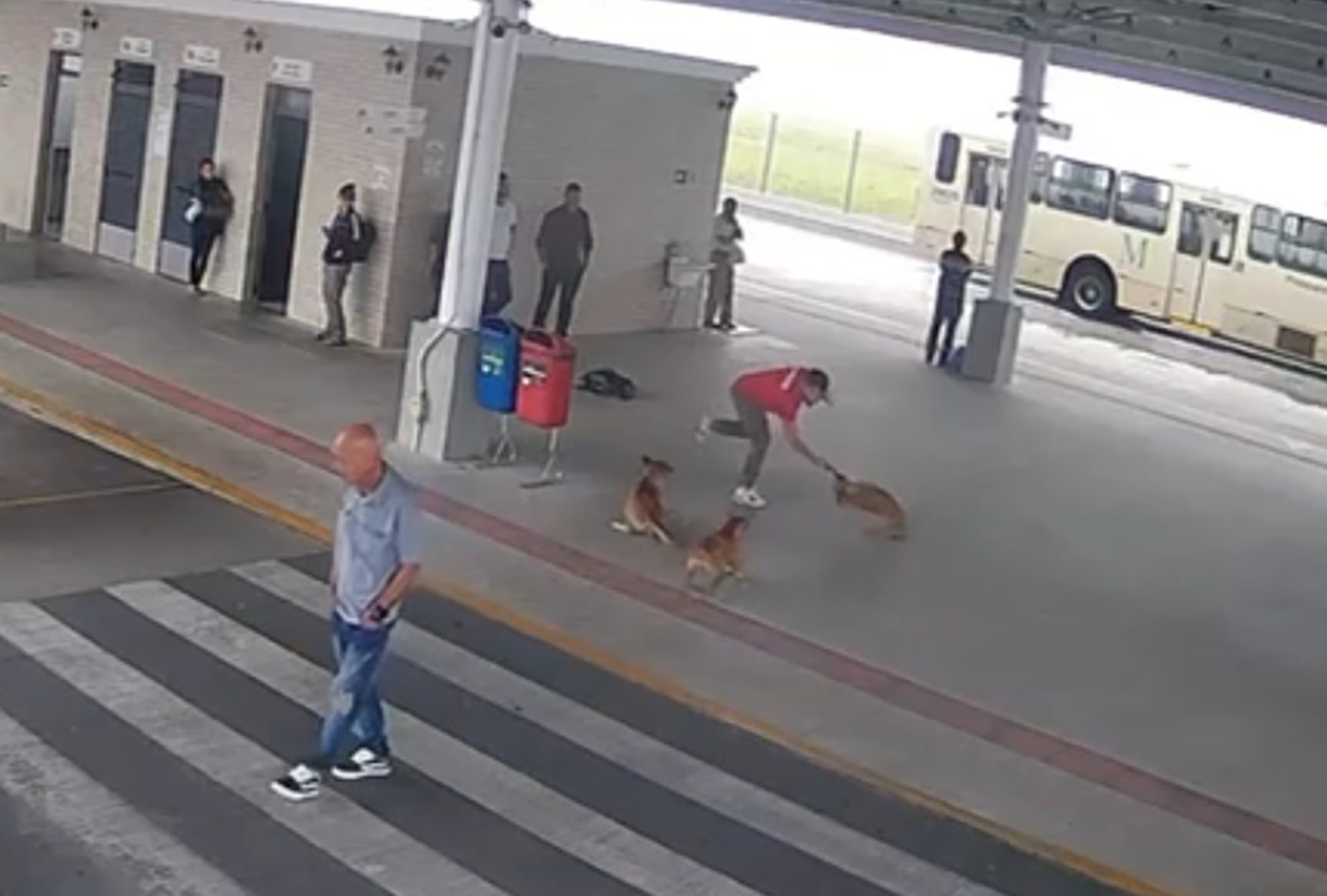 Imagens fortes: Homem que usou machadinha para agredir cachorro no terminal é indiciado Imagens fortes: Homem que usou machadinha para agredir cachorro no terminal é indiciado