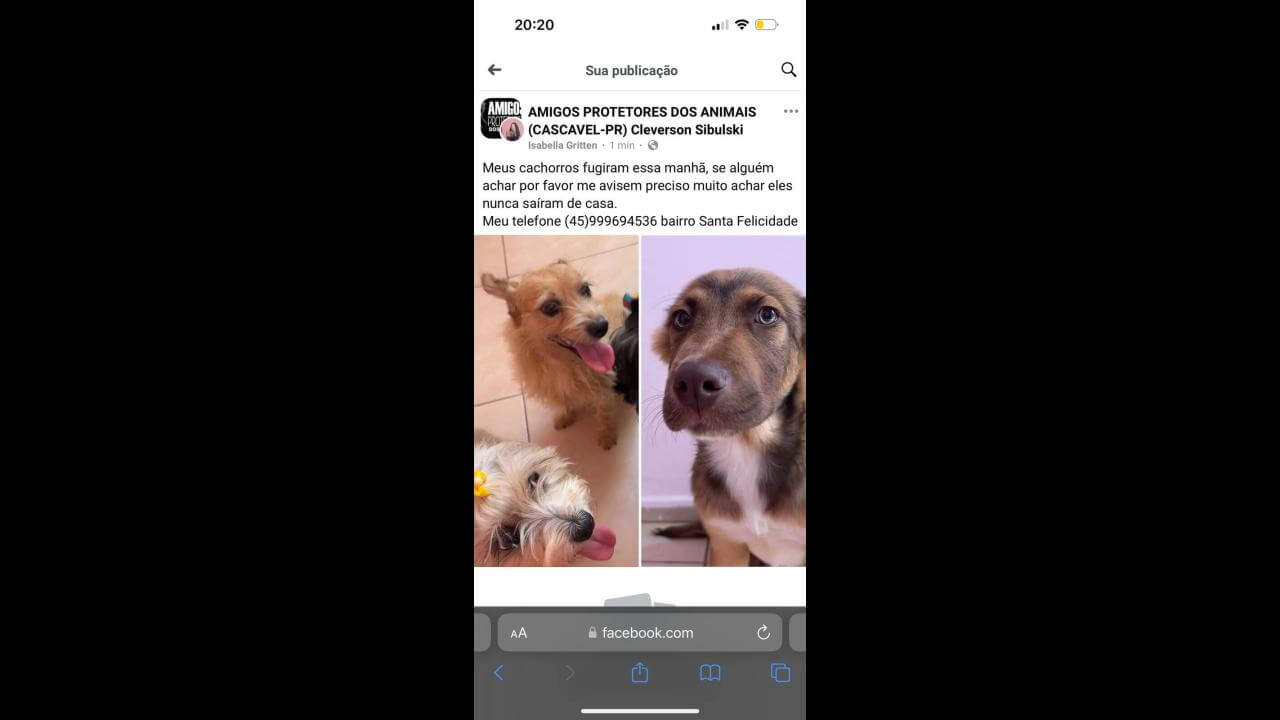 Cachorras Zuma, Cacau e Cristal desapareceram no bairro Santa Felicidade Cachorras Zuma, Cacau e Cristal desapareceram no bairro Santa Felicidade