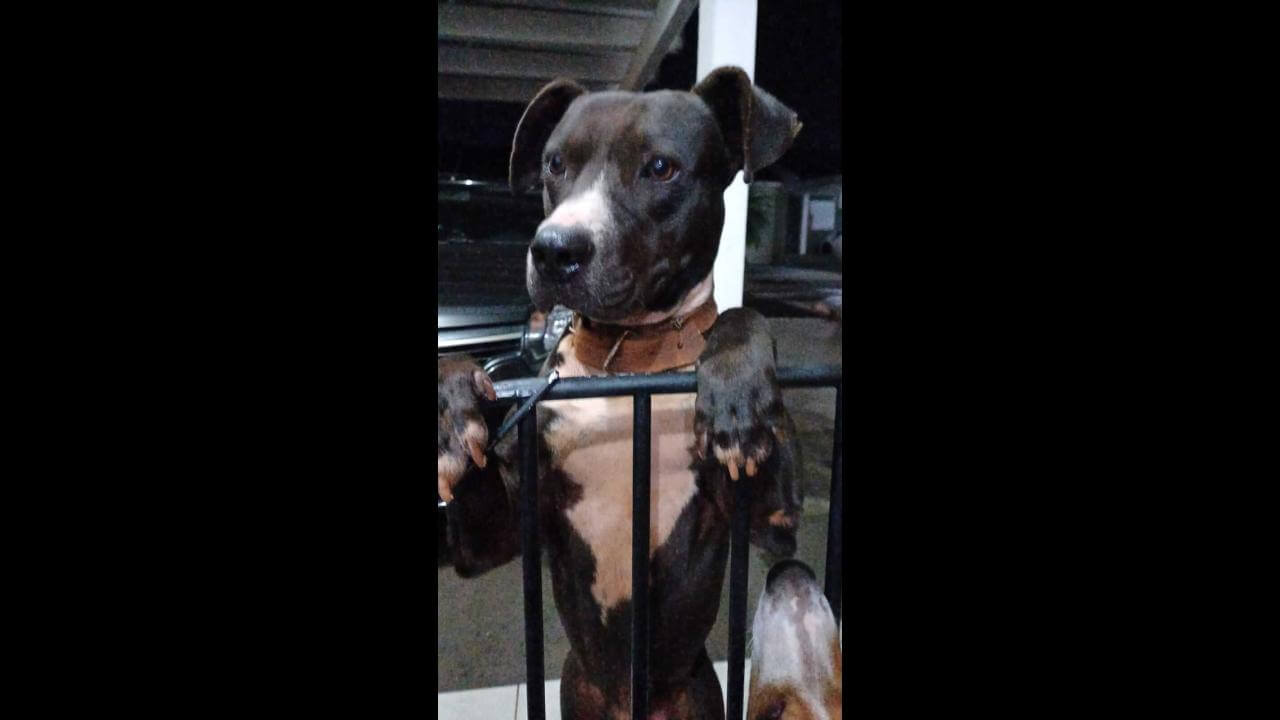 Cachorro é encontrado no bairro Cancelli Cachorro é encontrado no bairro Cancelli