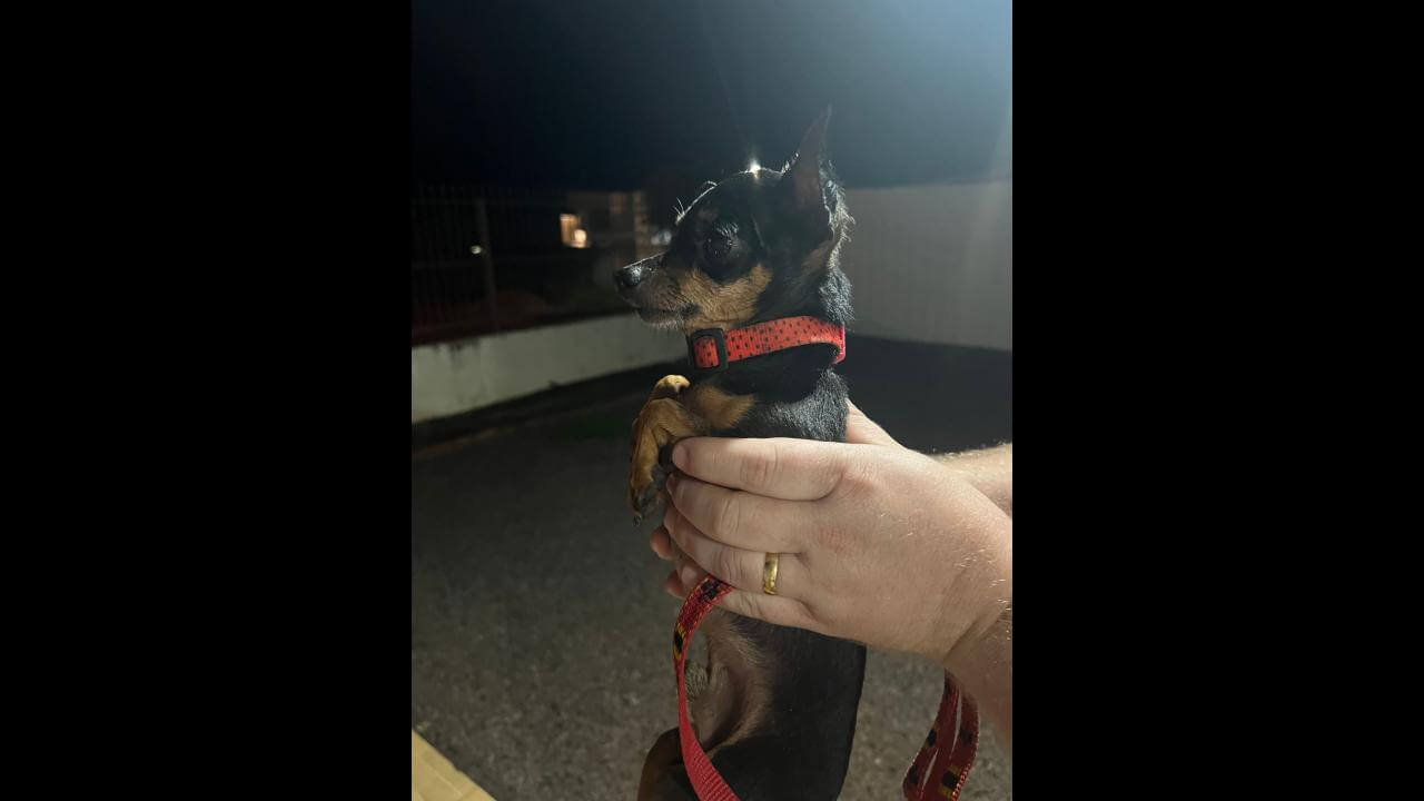 Cachorro é encontrado no bairro Periolo Cachorro é encontrado no bairro Periolo