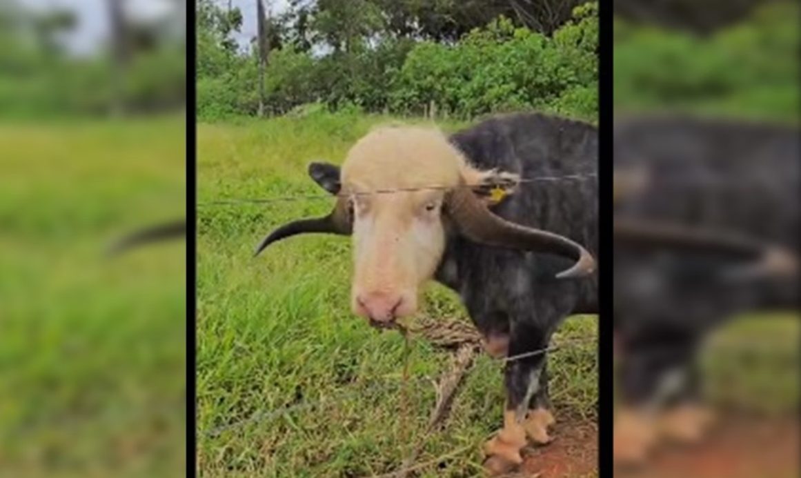 Operação conjunta resgata 125 animais em situação de maus-tratos e prende seis pessoas Operação conjunta resgata 125 animais em situação de maus-tratos e prende seis pessoas