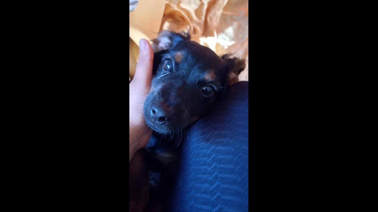 Cachorro é encontrado no bairro Pacaembu Cachorro é encontrado no bairro Pacaembu