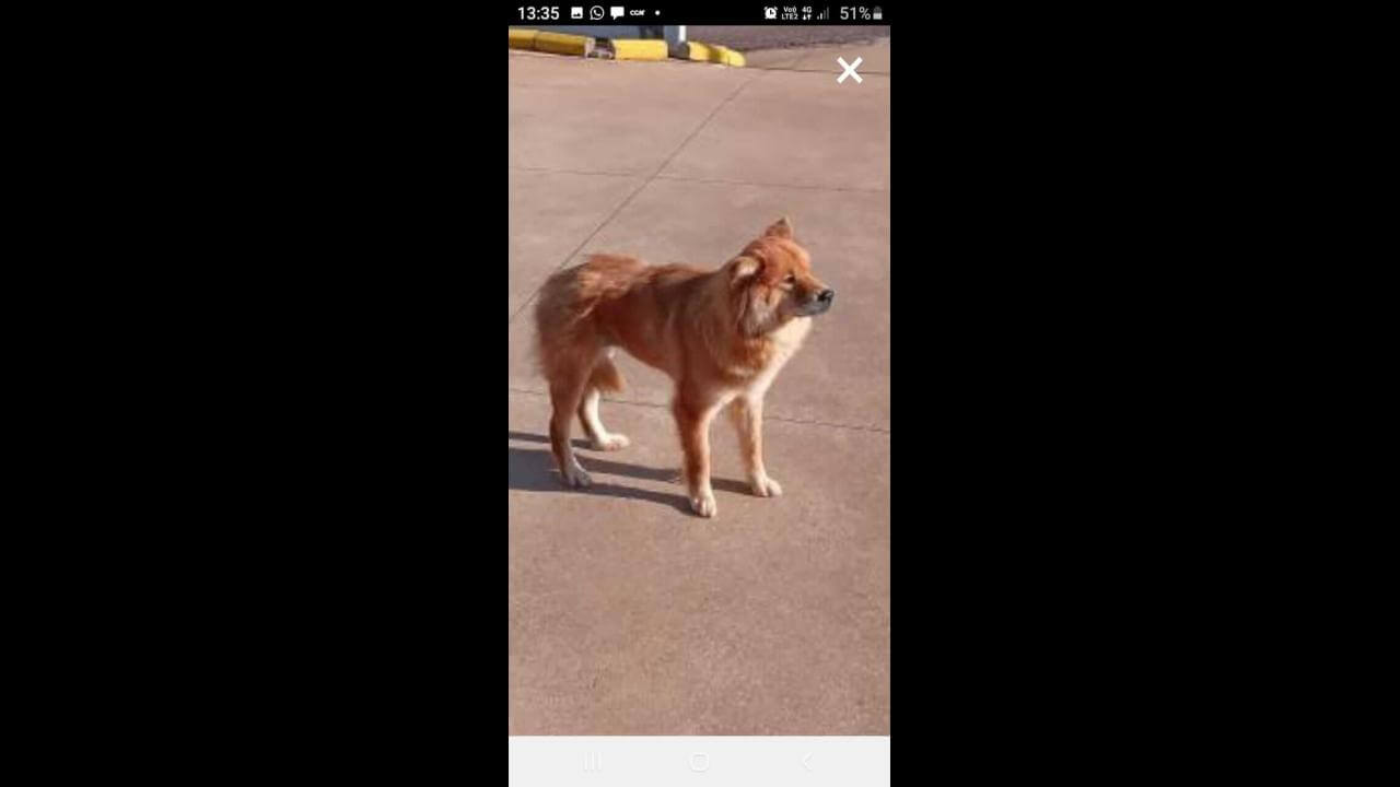 Cachorra é encontrada no bairro Parque São Paulo Cachorra é encontrada no bairro Parque São Paulo