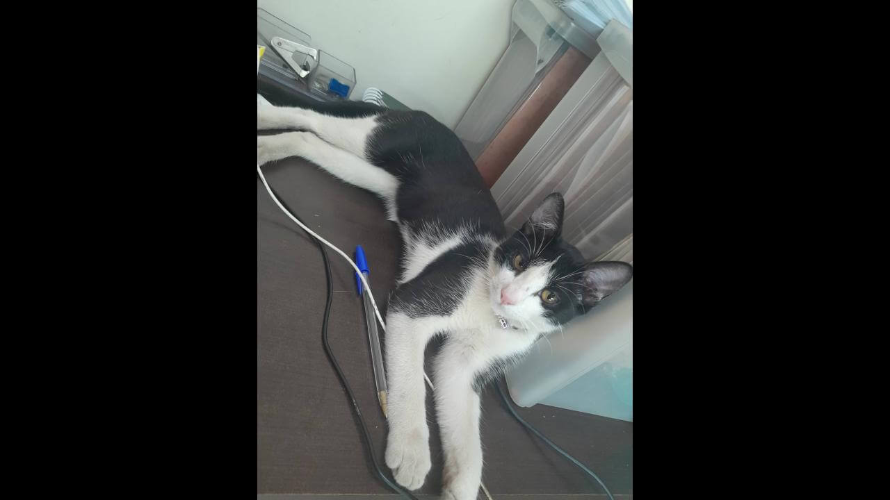 Gato é encontrado no bairro Cataratas Gato é encontrado no bairro Cataratas