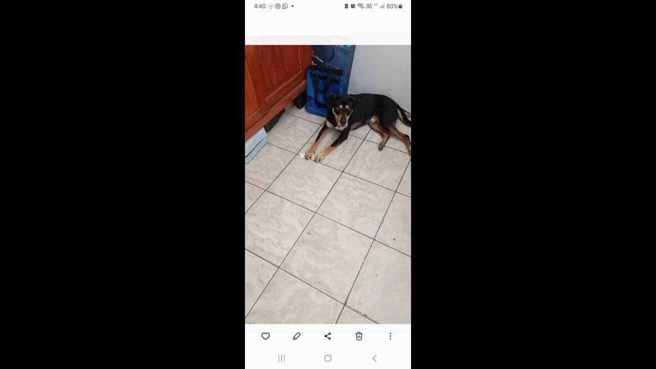 Cachorro é encontrado no bairro São Cristóvão Cachorro é encontrado no bairro São Cristóvão