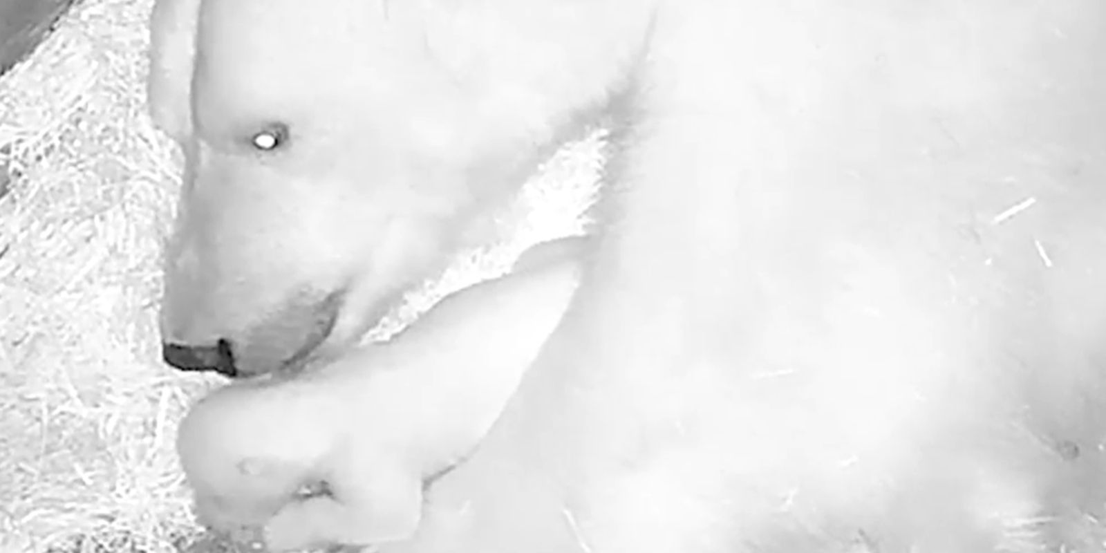 Aquário de São Paulo anuncia nascimento de seu primeiro urso-polar Aquário de São Paulo anuncia nascimento de seu primeiro urso-polar