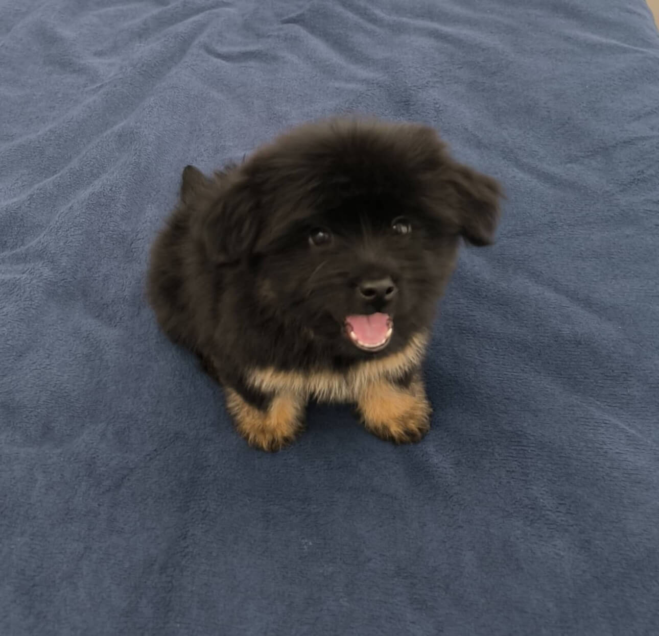 Cachorra Luna desapareceu no bairro Santo Onofre