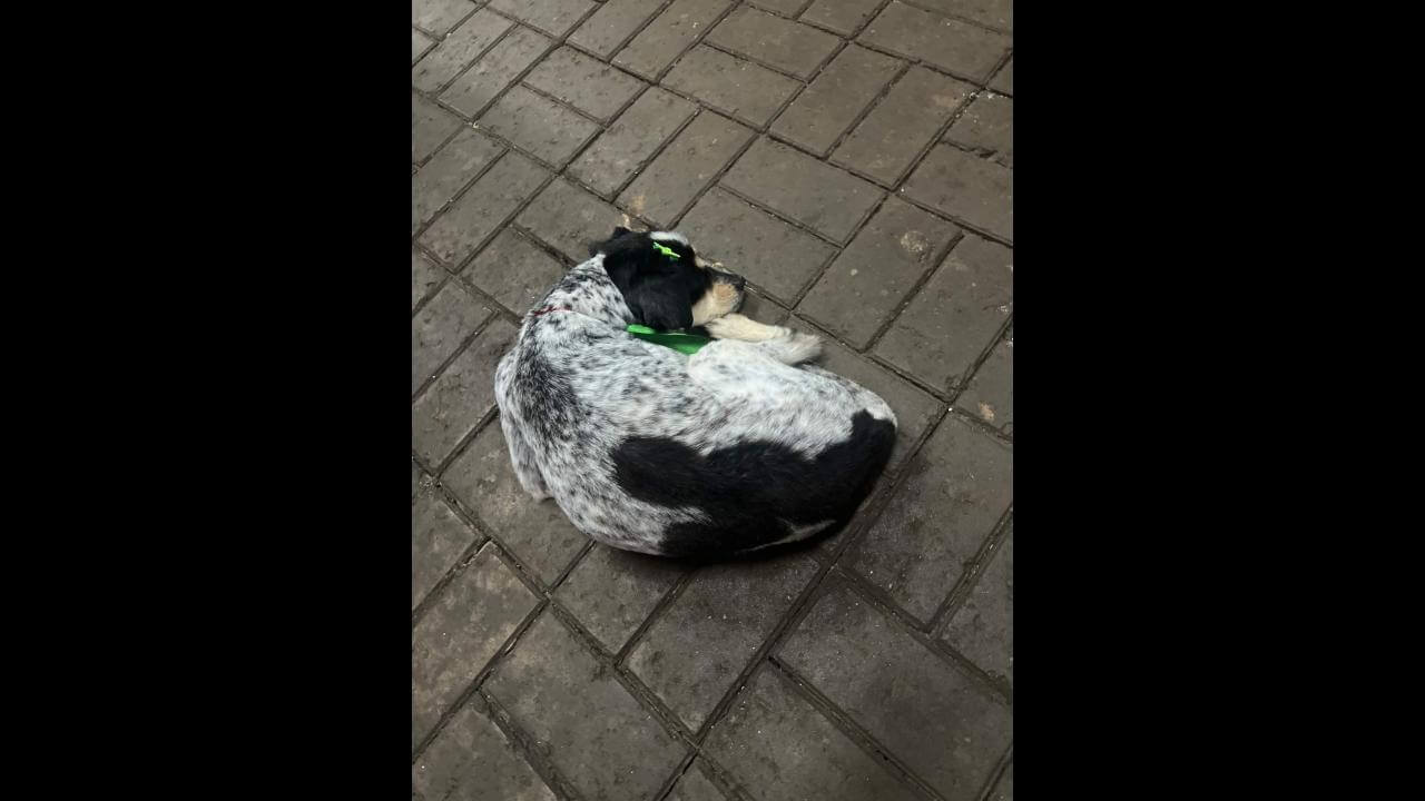 Cachorro é encontrado no bairro Tarumã
