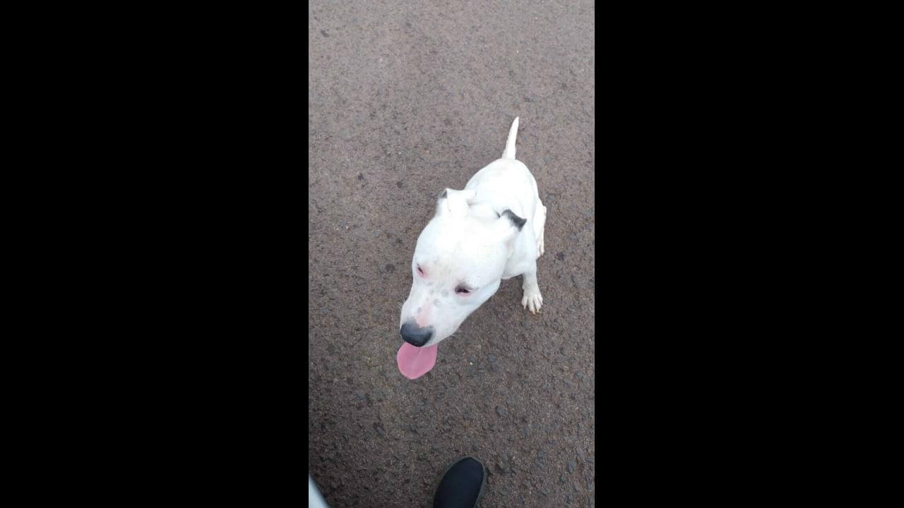 Cachorro é encontrado no bairro Pioneiros Catarinenses Cachorro é encontrado no bairro Pioneiros Catarinenses