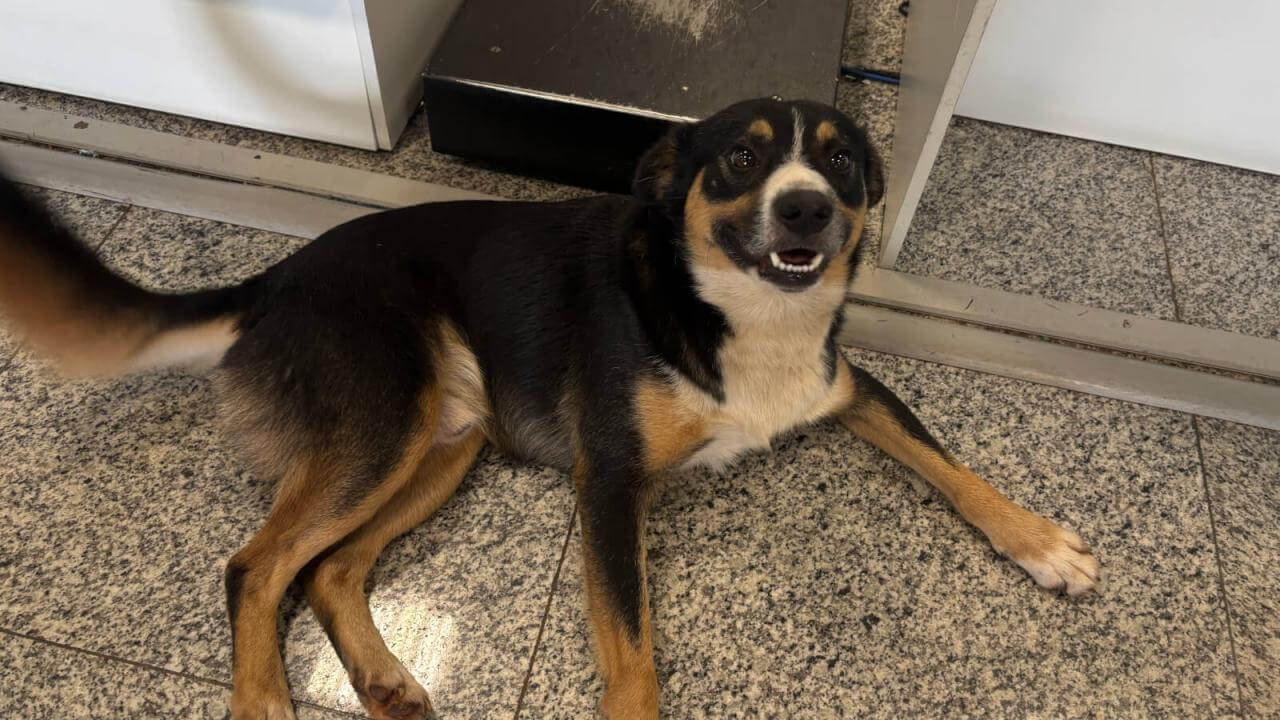 Cachorro é encontrado no bairro Santos Dumont Cachorro é encontrado no bairro Santos Dumont