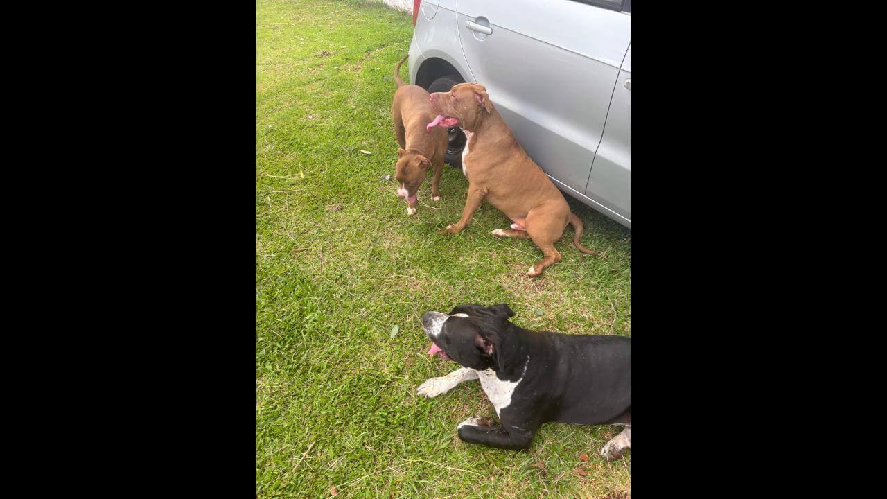 Cachorro é encontrado no bairro Tarumã Cachorro é encontrado no bairro Tarumã