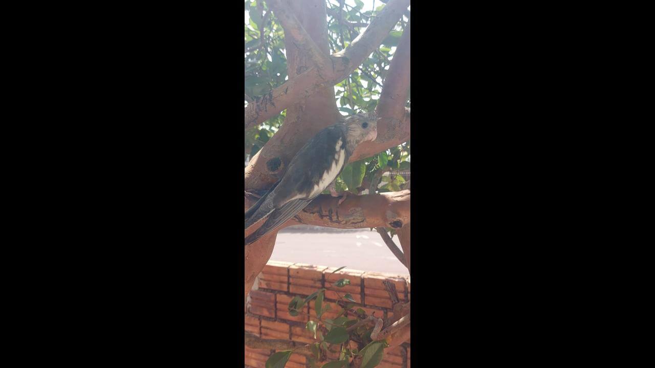 Calopsita Fumaca desapareceu no bairro Brasília