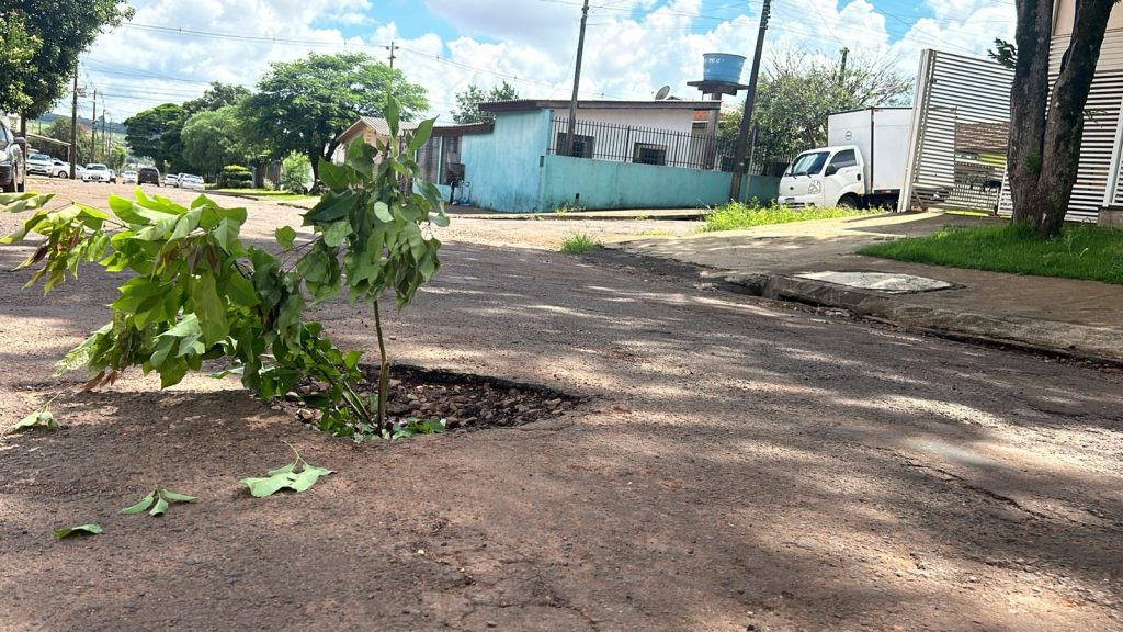 Improviso no Jardim Colonial: Moradores colocam galhos de árvore para sinalizar buracos