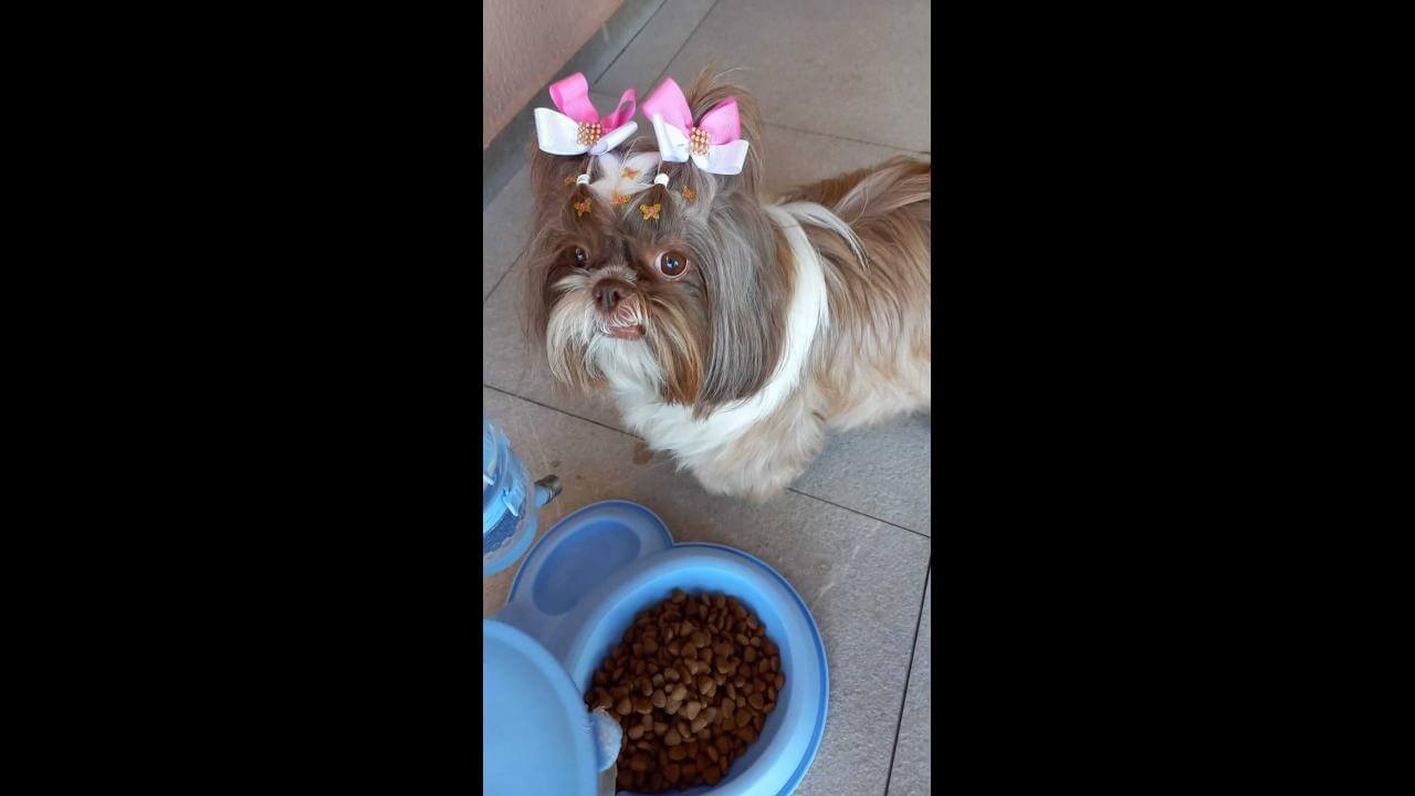 Cachorra Mel desapareceu no bairro Angra dos Reis