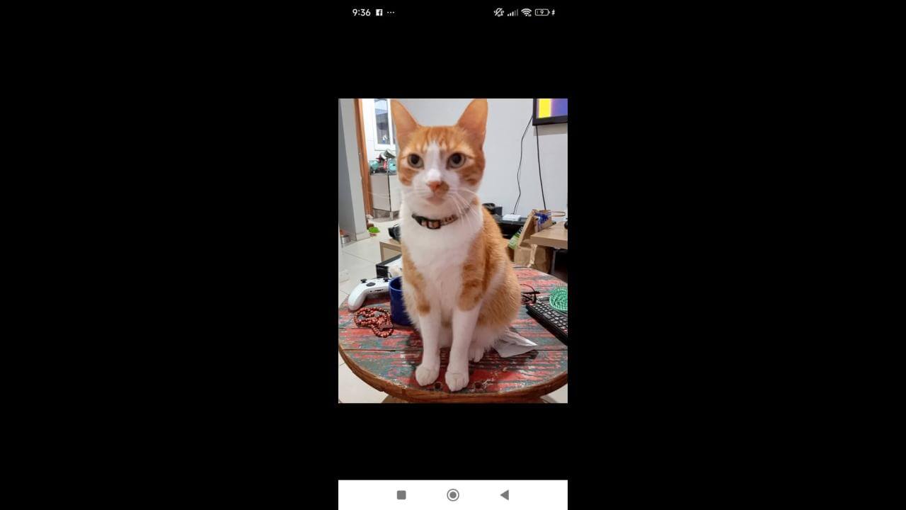 Gato Jasper desapareceu no bairro Colonial