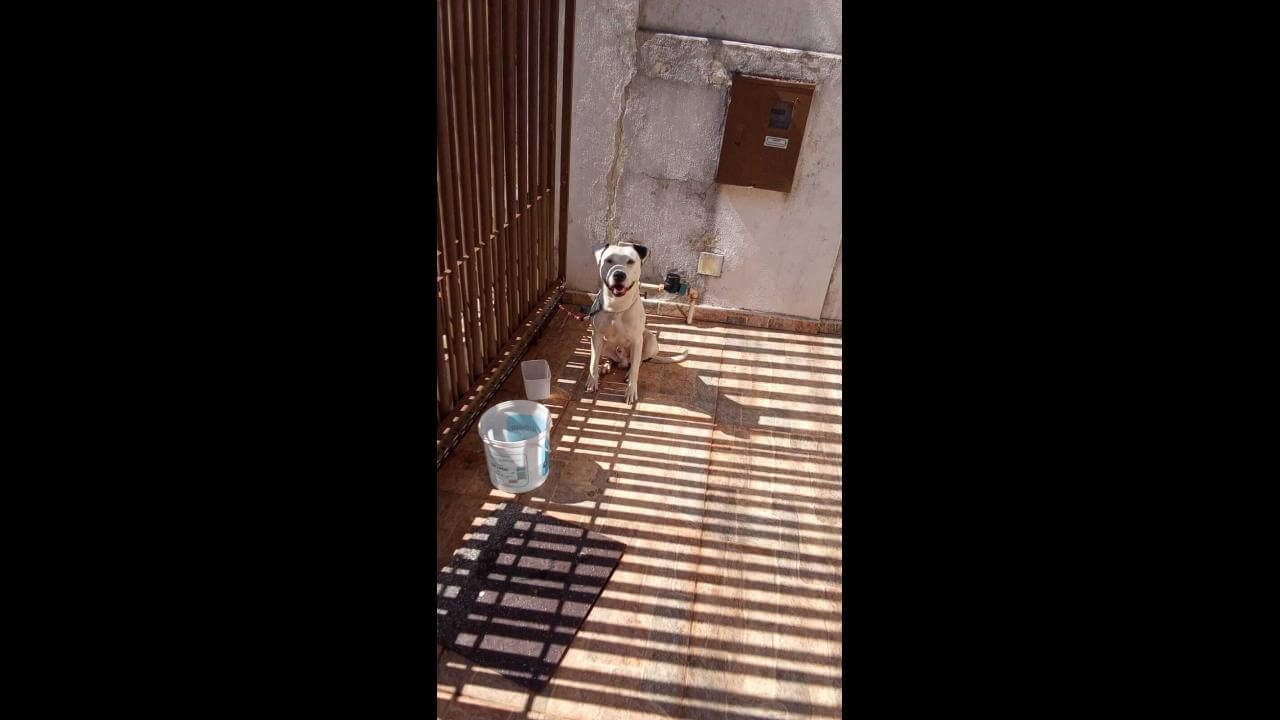 Cachorro é encontrado no bairro Pioneiros Catarinenses