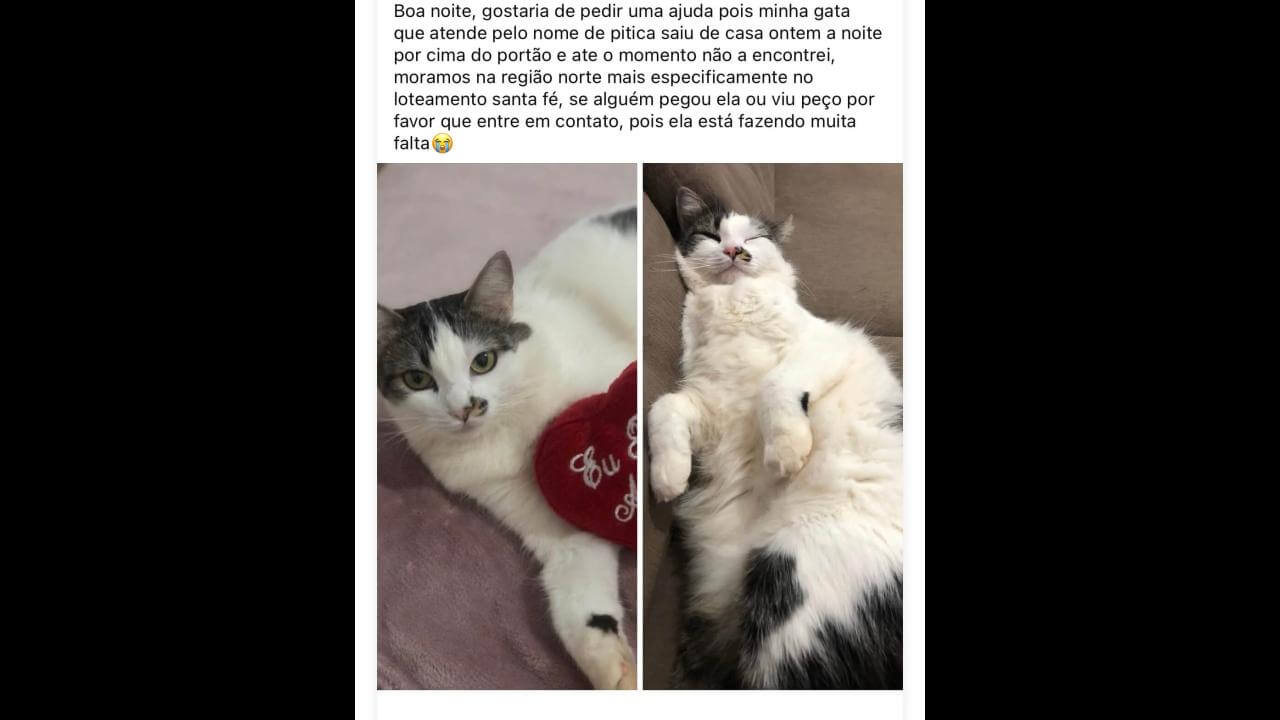 Gata Pitica desapareceu no bairro Brasmadeira