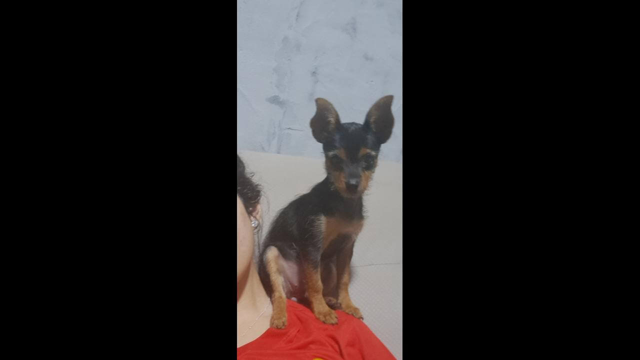 Cachorra Peka desapareceu no bairro Floresta