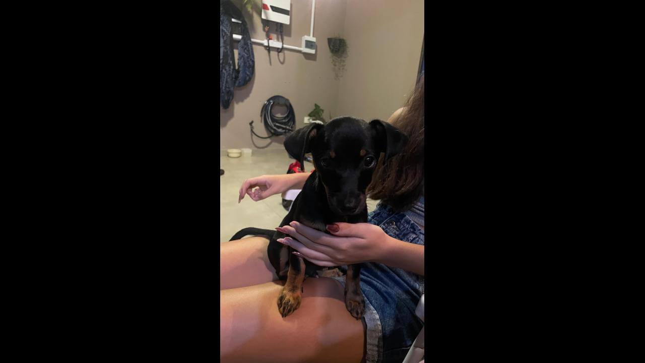 Cachorro é encontrado no bairro Nova Cidade