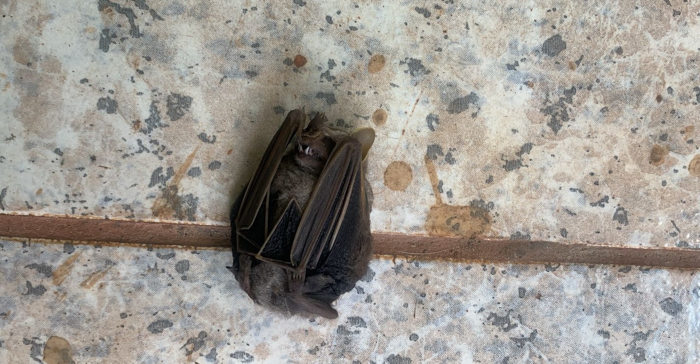 "Não sou o Batman": Morcego morto é encontrado em residência no Cancelli