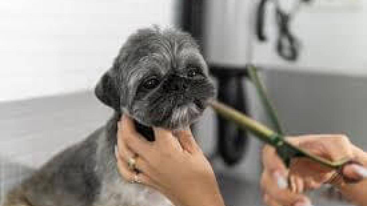 Cachorro Abacuque desapareceu no bairro Morumbi
