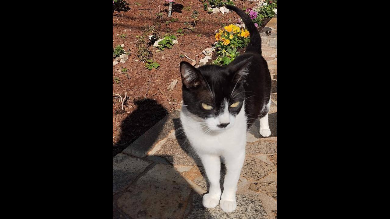 Gata Lola desapareceu no bairro Parque São Paulo Gata Lola desapareceu no bairro Parque São Paulo