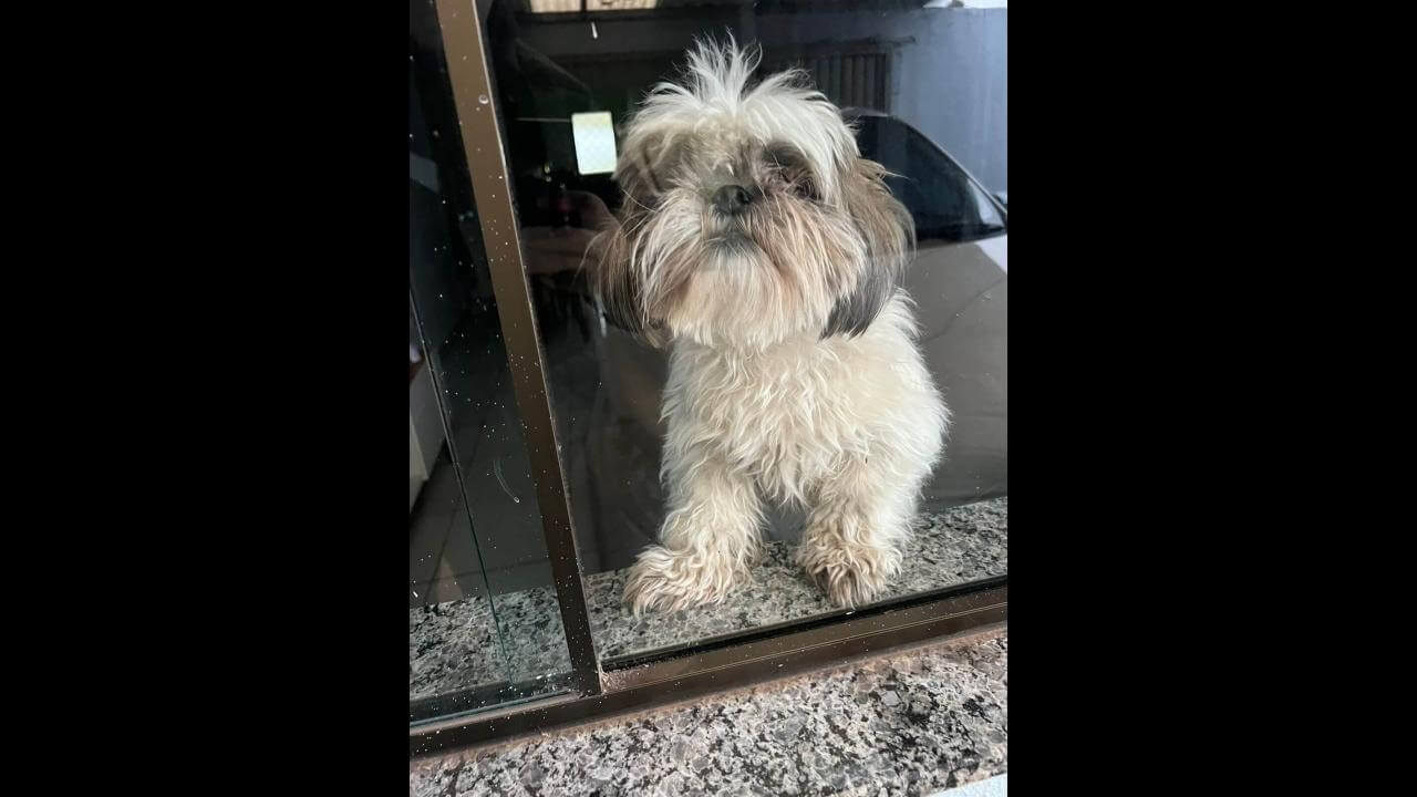 Cachorra Lilica desapareceu no bairro Neva Cachorra Lilica desapareceu no bairro Neva