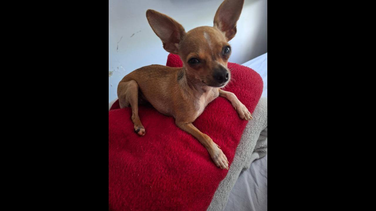 Cachorra Pity desapareceu no bairro Região do Lago