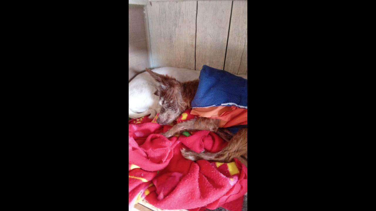 Cachorro Abdu desapareceu no bairro Santo Onofre