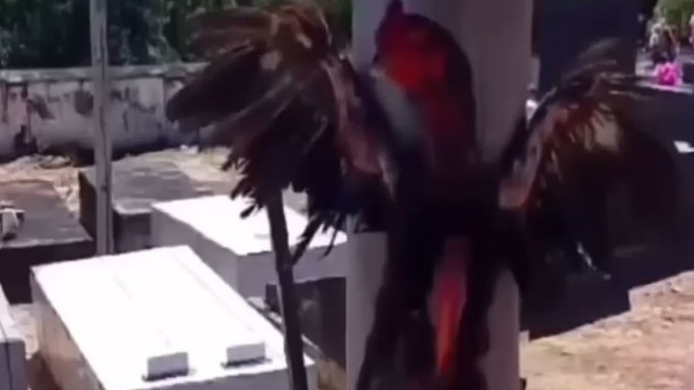 Galo é crucificado vivo em poste de energia dentro de cemitério