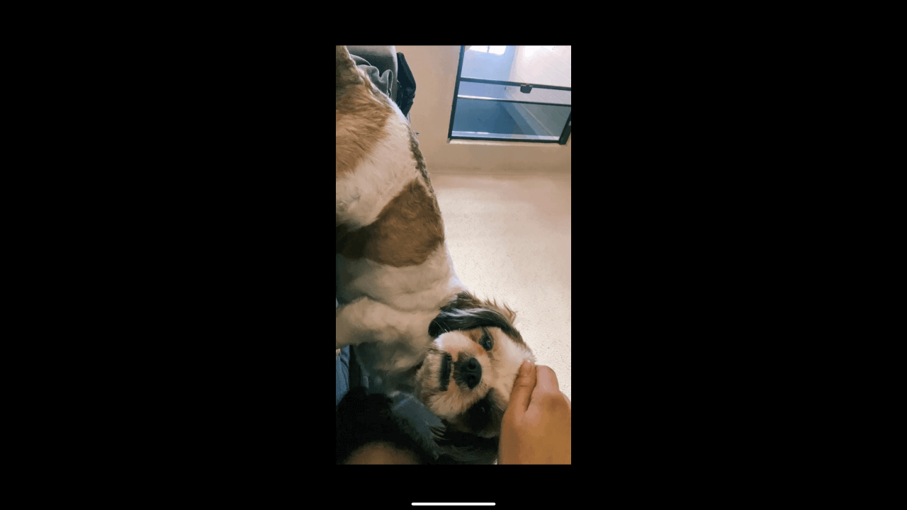Cachorro Fred desapareceu no bairro Brasília