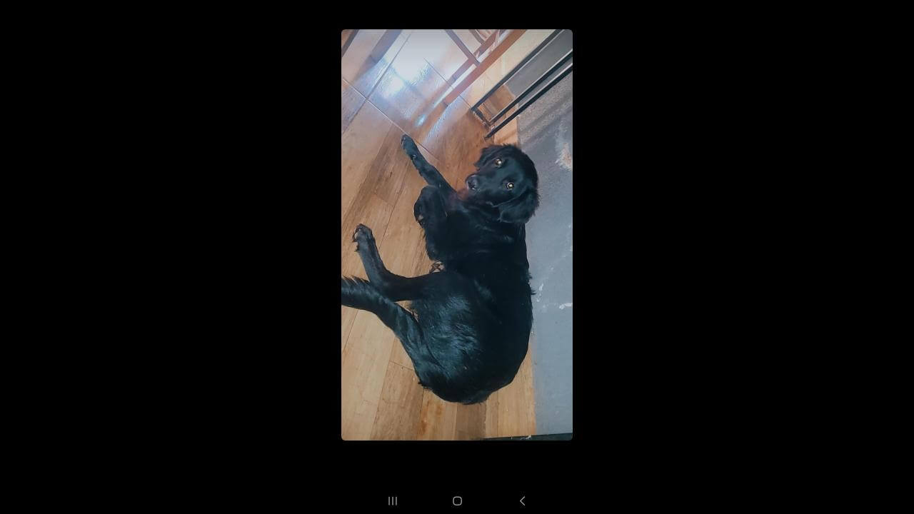 Cachorro Luke desapareceu no bairro Cascavel Velho Cachorro Luke desapareceu no bairro Cascavel Velho