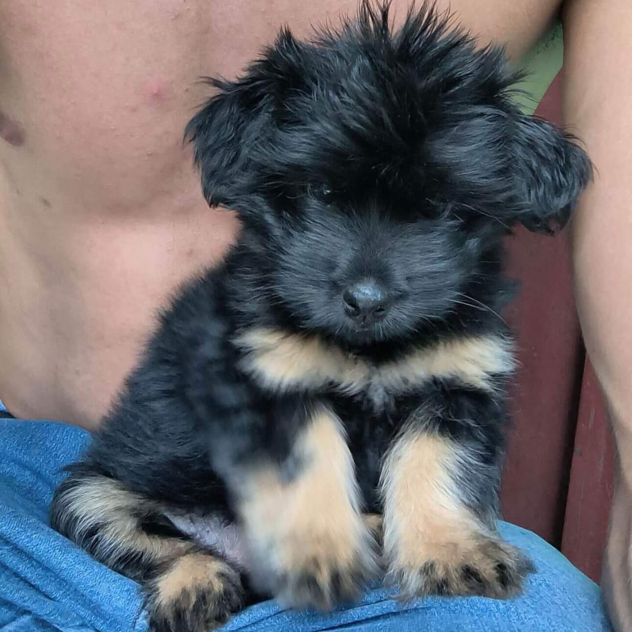 Cachorra Luna desapareceu no bairro Santo Onofre Cachorra Luna desapareceu no bairro Santo Onofre