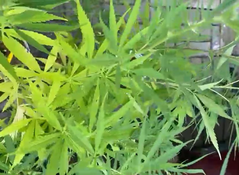Suspeito de tráfico de drogas é preso com plantação de maconha em casa