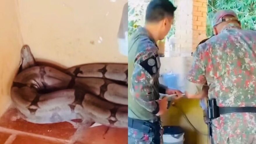 Jiboia de dois metros “dá bom dia” aos moradores em cozinha de residência; veja vídeo