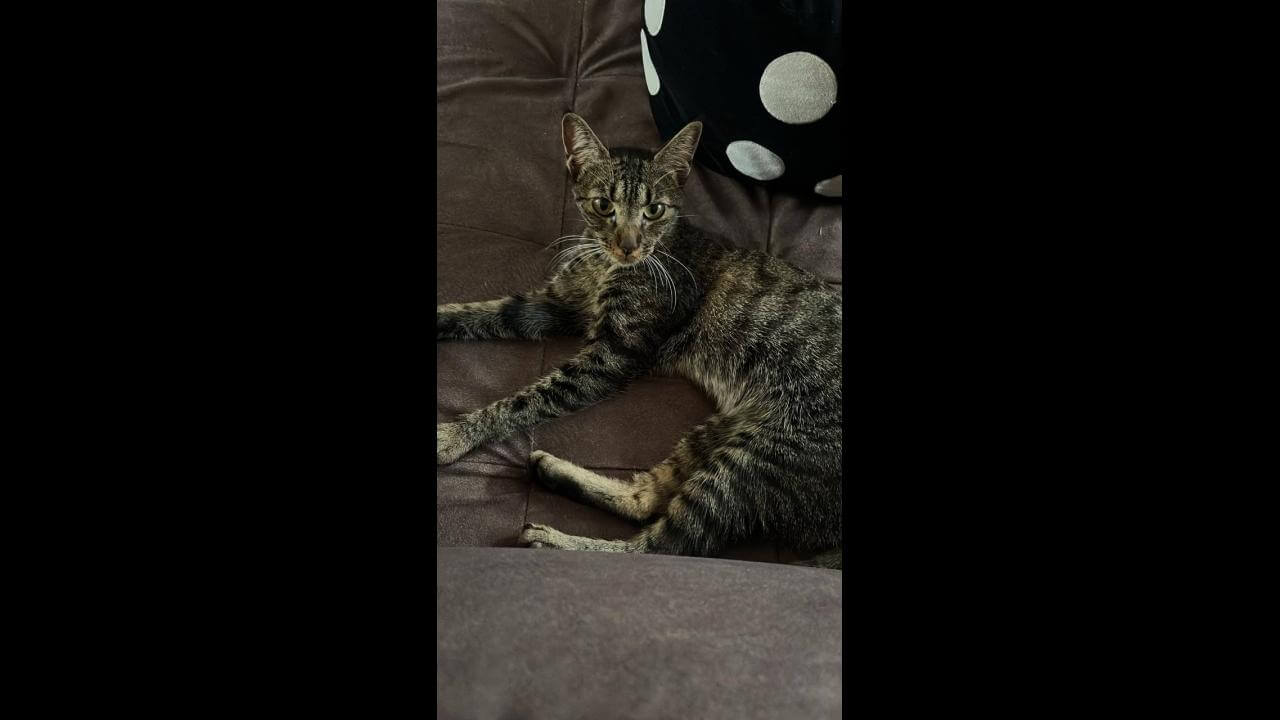 Gata é encontrada no bairro Canadá Gata é encontrada no bairro Canadá