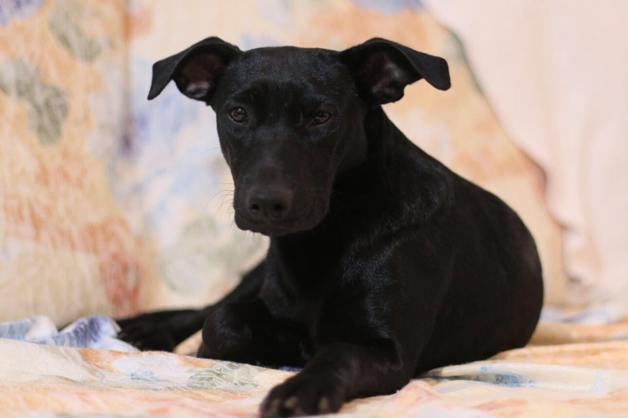 Cachorra Kira desapareceu no bairro Coqueiral Cachorra Kira desapareceu no bairro Coqueiral