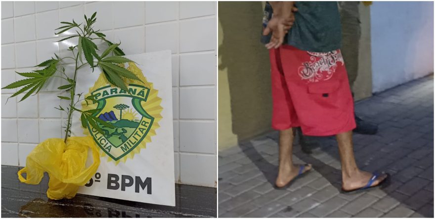 Cachimbo da paz: Polícia vê pé de maconha em quintal em Santa Tereza e morador acaba detido
