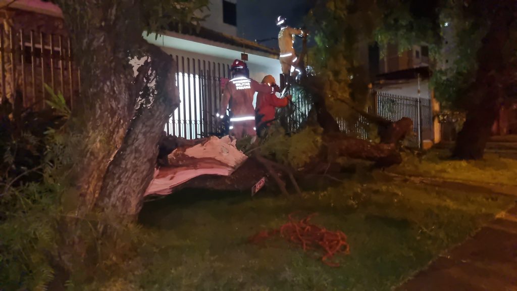 Árvore cai na calçada e assusta moradores do Bairro São Cristóvão