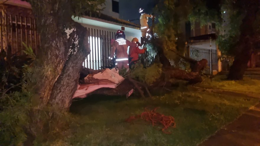 Árvore cai na calçada e assusta moradores do Bairro São Cristóvão