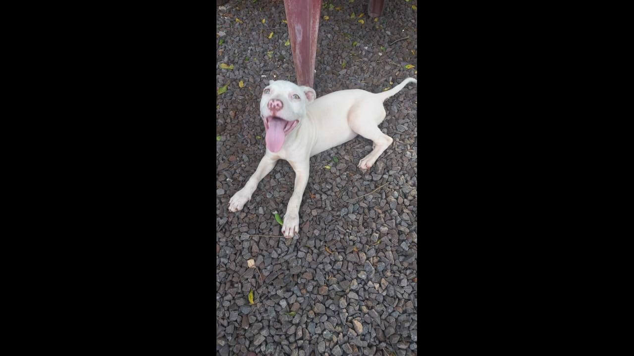 Cachorra é encontrada no bairro Santa Cruz Cachorra é encontrada no bairro Santa Cruz