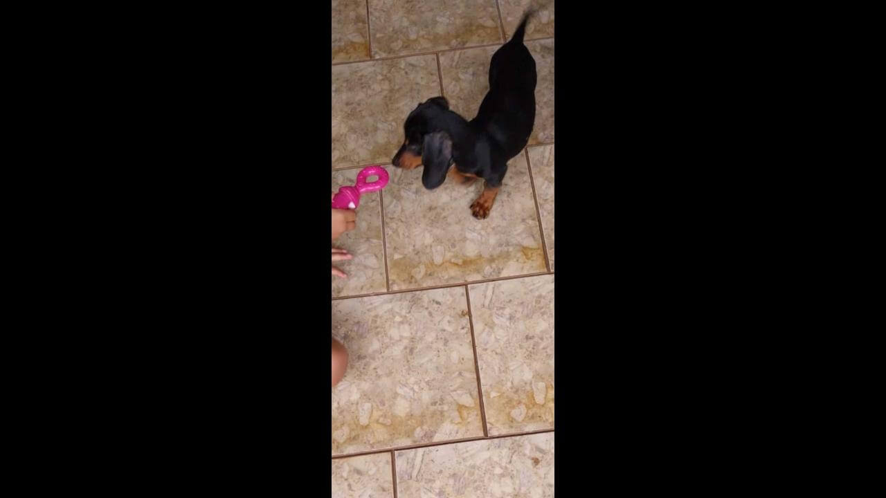 Cachorro Téo, desapareceu no bairro Canadá Cachorro Téo, desapareceu no bairro Canadá