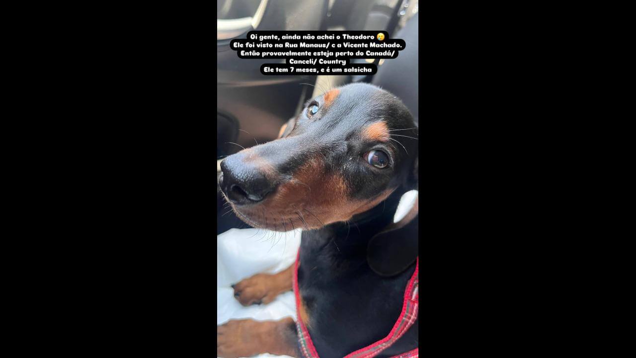 Cachorro Theodoro desapareceu no bairro Canadá Cachorro Theodoro desapareceu no bairro Canadá