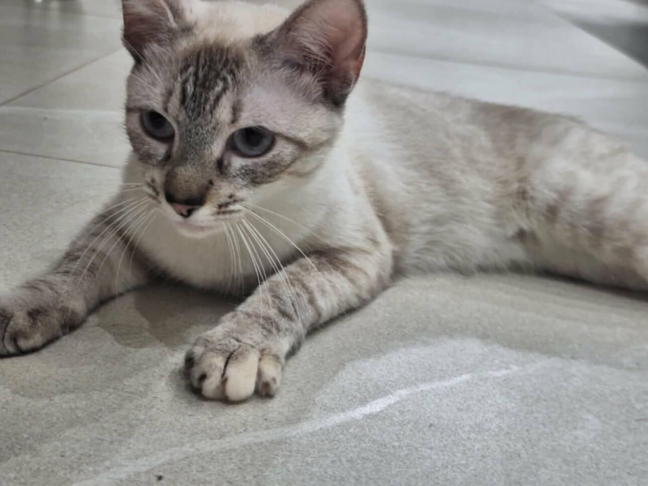 Gata Menina desapareceu no bairro Turisparque